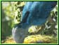 Episode 4 - un Iberomesornis