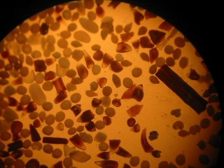 microfossiles