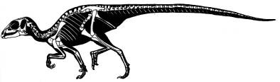 Abrictosaurus consors