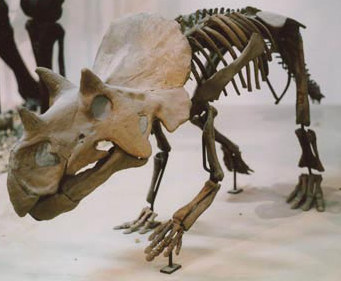 Avaceratops