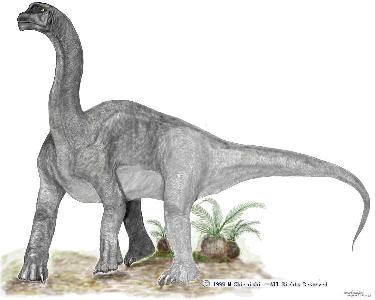 Camarasaurus, par M. Shiraishi