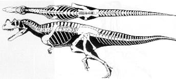 Anatomie du Cératosaurus: vue de profil et vue de dessus