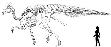 Le dinosaure lambéosauriné Charonosaurus