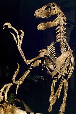 Mise en scène du squelette du Deinonychus