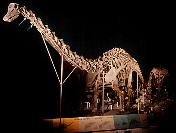 Pr�sentation erron�e du squelette du Diplodocus