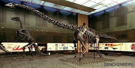Reconstitution moderne du Diplodocus