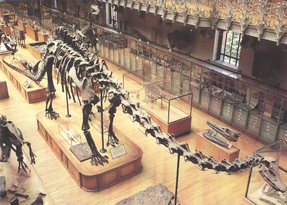 Le Diplodocus à Paris