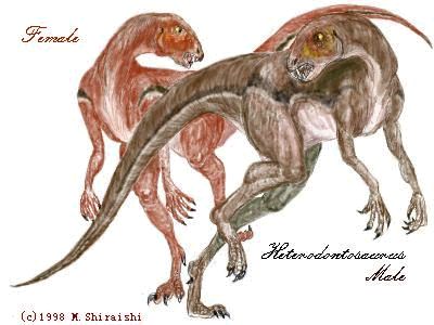 Dimorphisme sexuel chez Heterodontosaurus