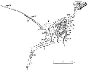 Sch�ma d'interpr�tation de la photo du Jinfengopteryx