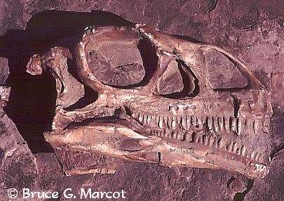 Détail du crâne du Massospondylus