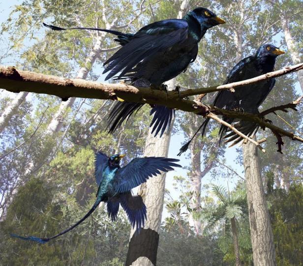 Reconstitution des couleurs de Microraptor gui