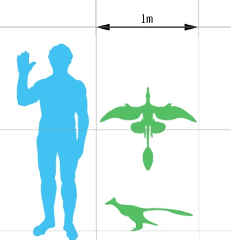 Microraptor gui à l'échelle
