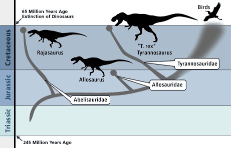 Position de Rajasaurus dans la généalogie des dinosaures aux oiseaux