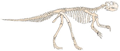 Reconstitution du squelette de ce dino asiatique