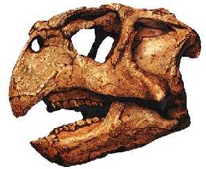 Le crâne de Psittacosaurus montre l'origine des dinosaures à cornes