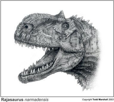 Reconstitution de la tête de Rajasaurus narmadensis