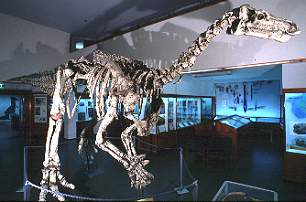 Squelette complet d'un Iguanodon