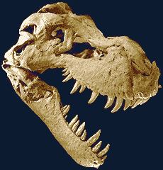 Le crâne du Tyrannosaure Sue