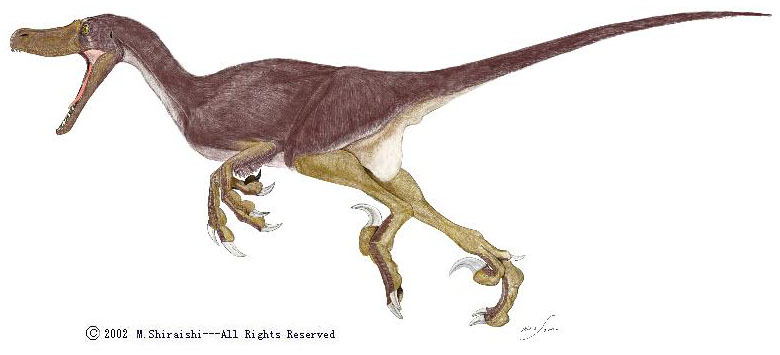 Le Vélociraptor, selon S.Mineo