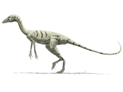 Compsognathus