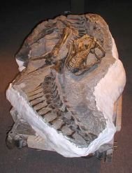 Un jeune dinosaure de 3 m�tres de long
