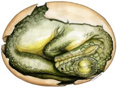 Reconstitution de la position de l'embryon de Massospondylus